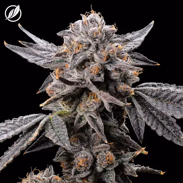 Premium Cannabis Product 1